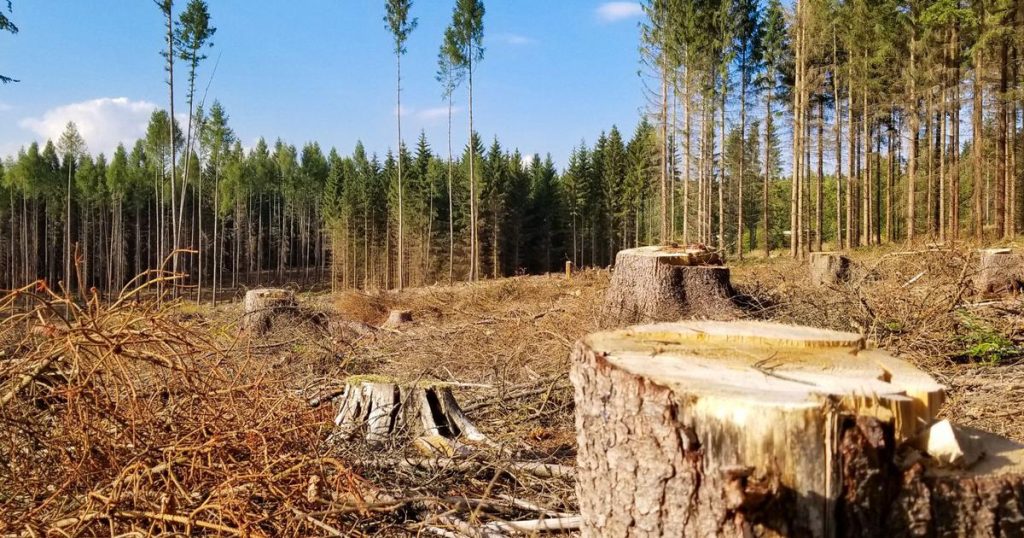 Forest Threats and Conservation
