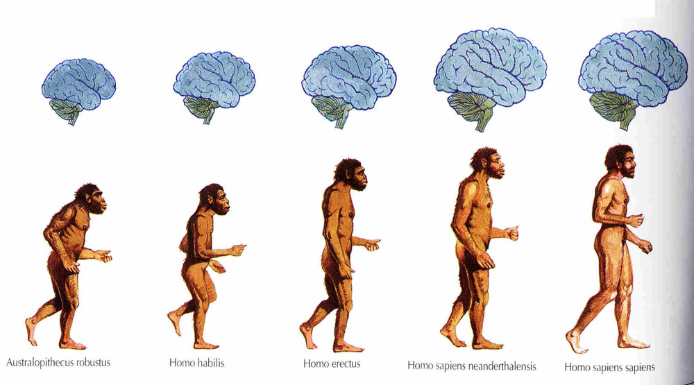 Homo sapiens in the Modern World
