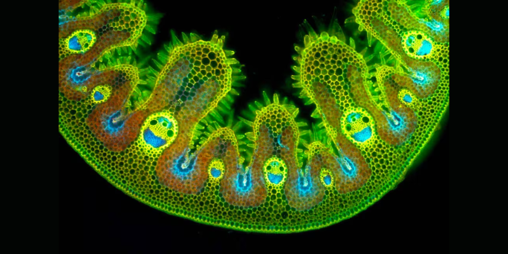 Microscope
