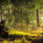 Forests
