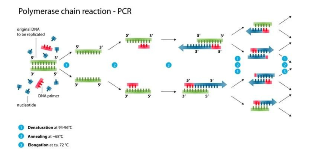 Polymerase Chain Reaction
