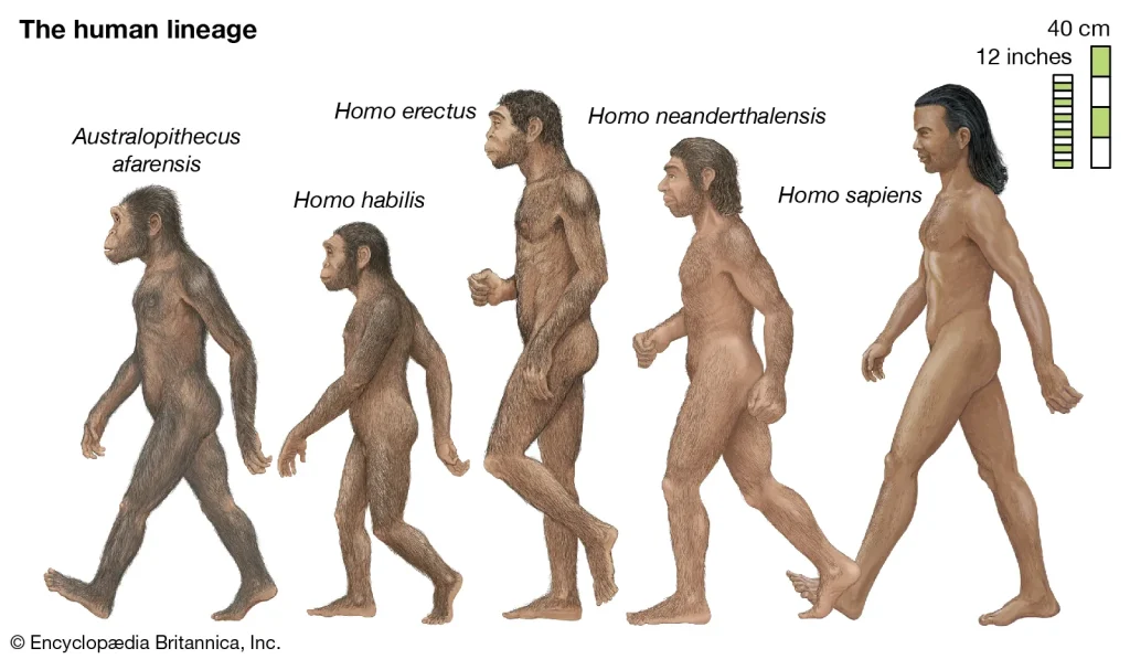Homo sapiens
